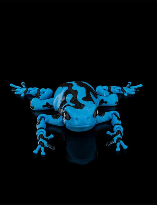 Darcy, la grenouille venimeuse bleue